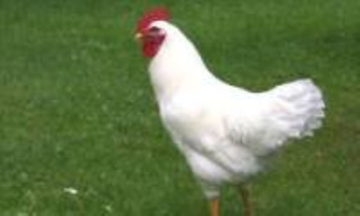 مبادا خروس از ما زرنگتر باشد