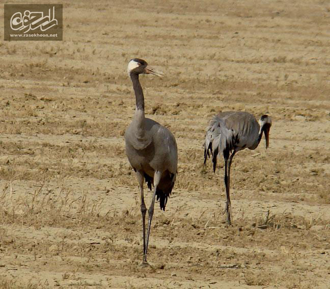 درنا